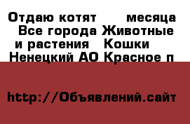 Отдаю котят. 1,5 месяца - Все города Животные и растения » Кошки   . Ненецкий АО,Красное п.